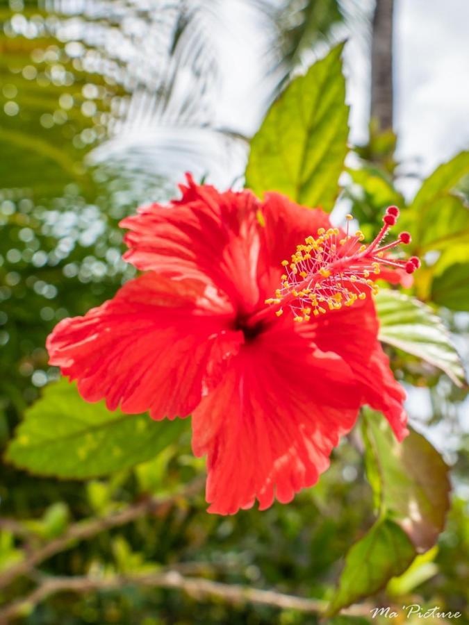 Residence Villas Les Hibiscus Las Terrenas Kültér fotó